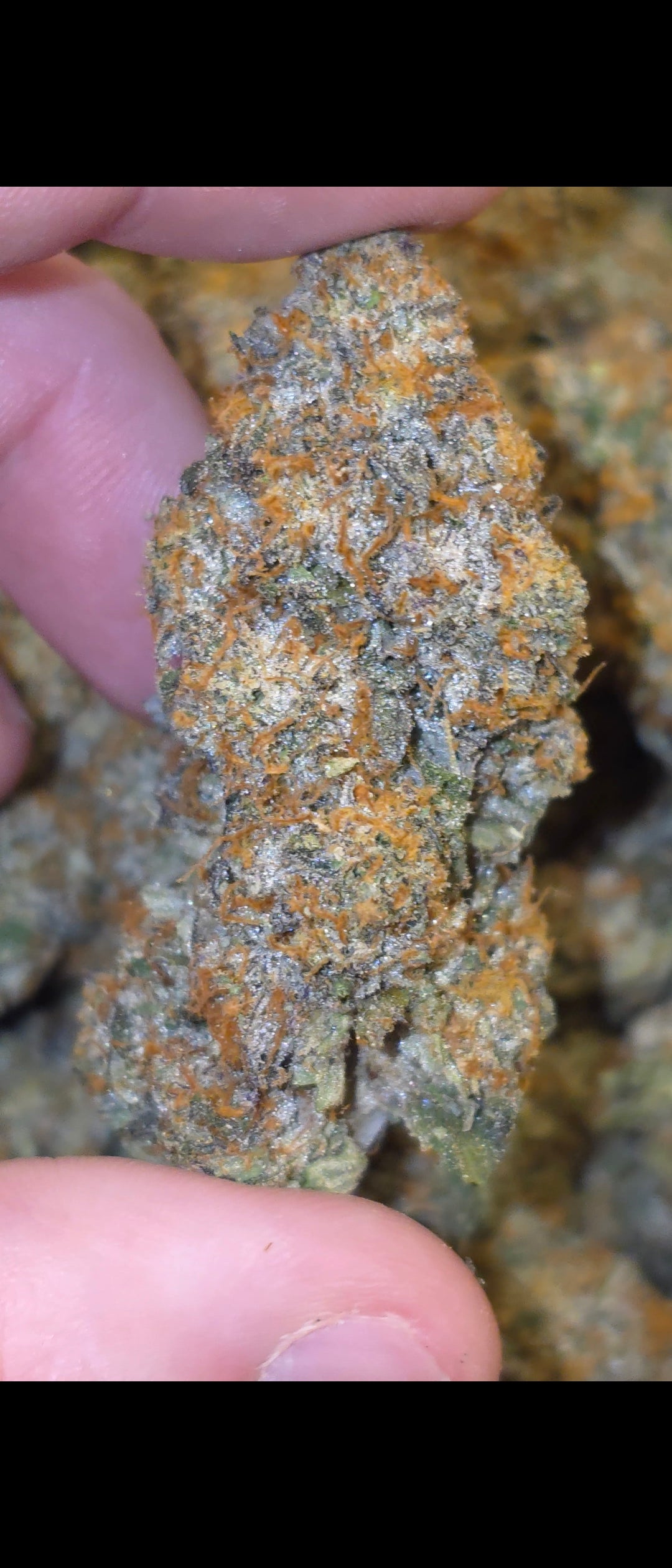 LightWork Exclusive : Nightshade : 14g Indoor Flower (BIGS)