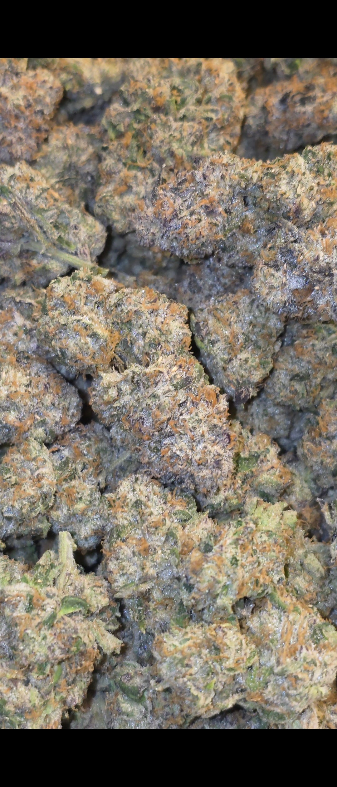 LightWork Exclusive: LipSmacker Runtz : 14g Indoor Flower (BIGS)