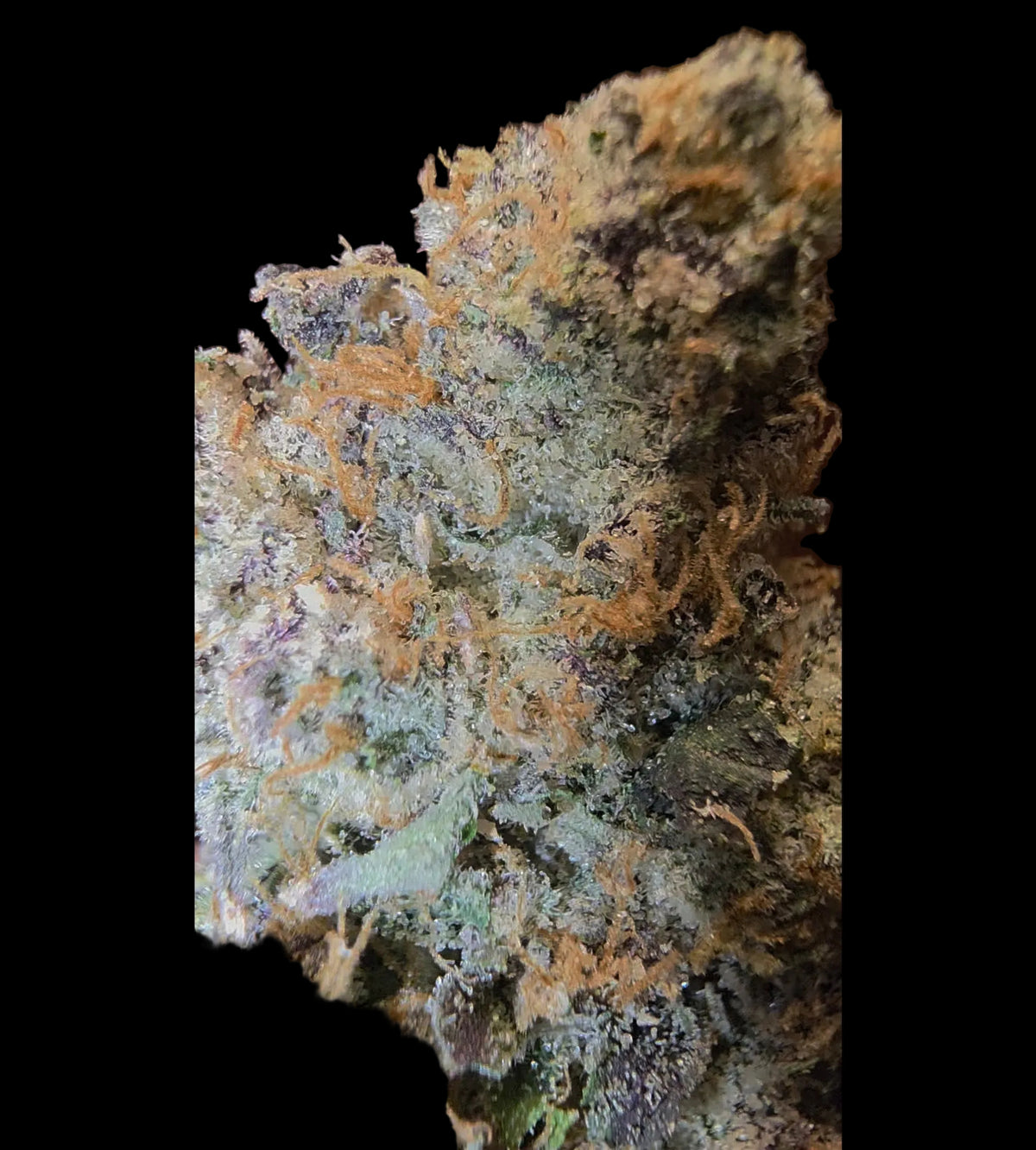 LightWork - Platinum Beltz - 14g Exotic Indoor Flower