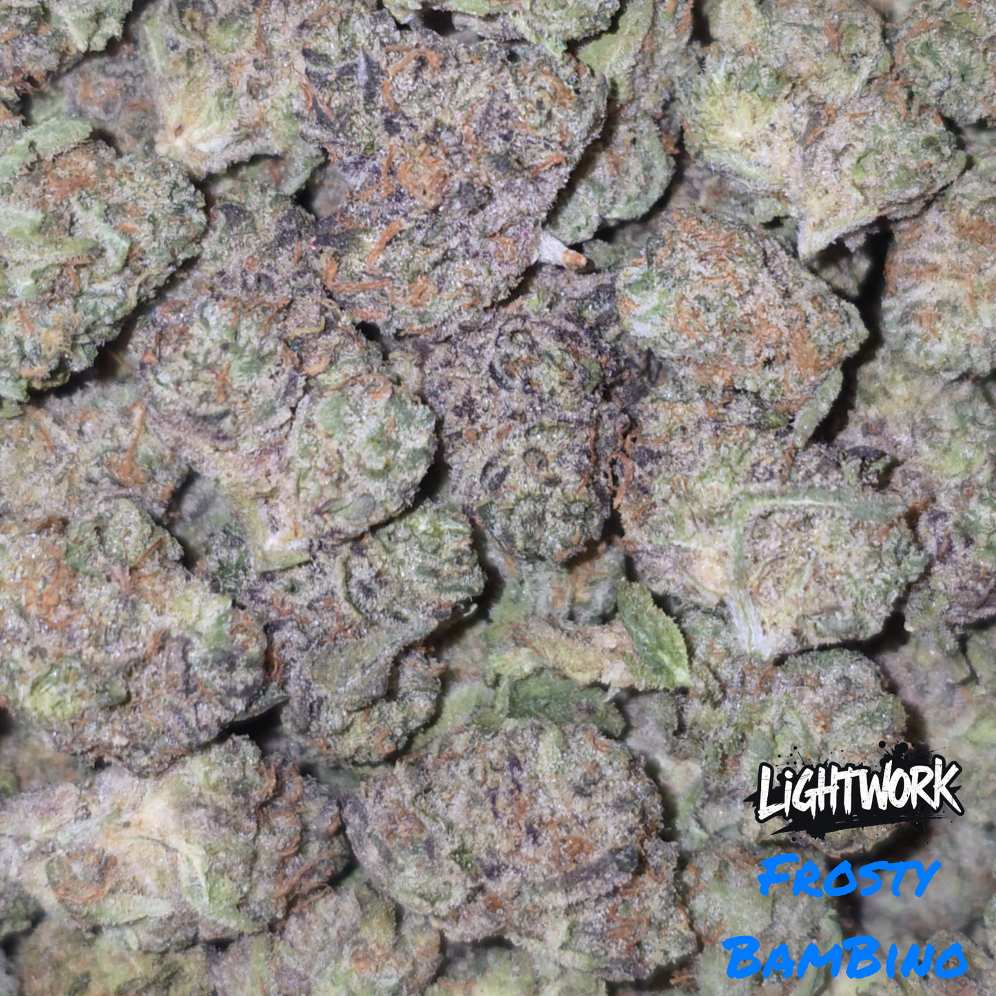 LIGHTWORK - FROSTY BAMBINO - 14G INDOOR EXOTIC SMALLS