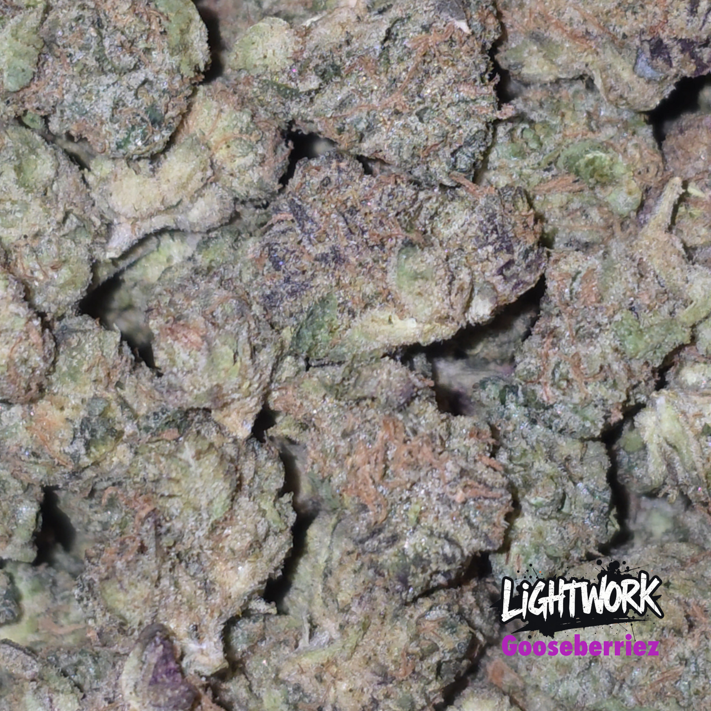 LIGHTWOK - GOOSEBERRIES - 14G INDOOR EXOTIC SMALLS