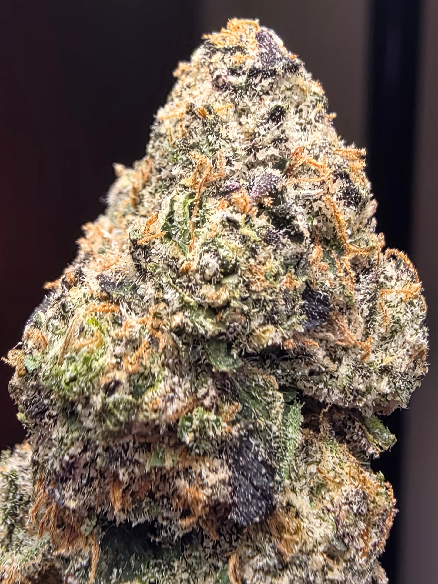 LIGHTWORK EXCLUSIVE - DOLO FUNK - 7g EXOTIC BIGS