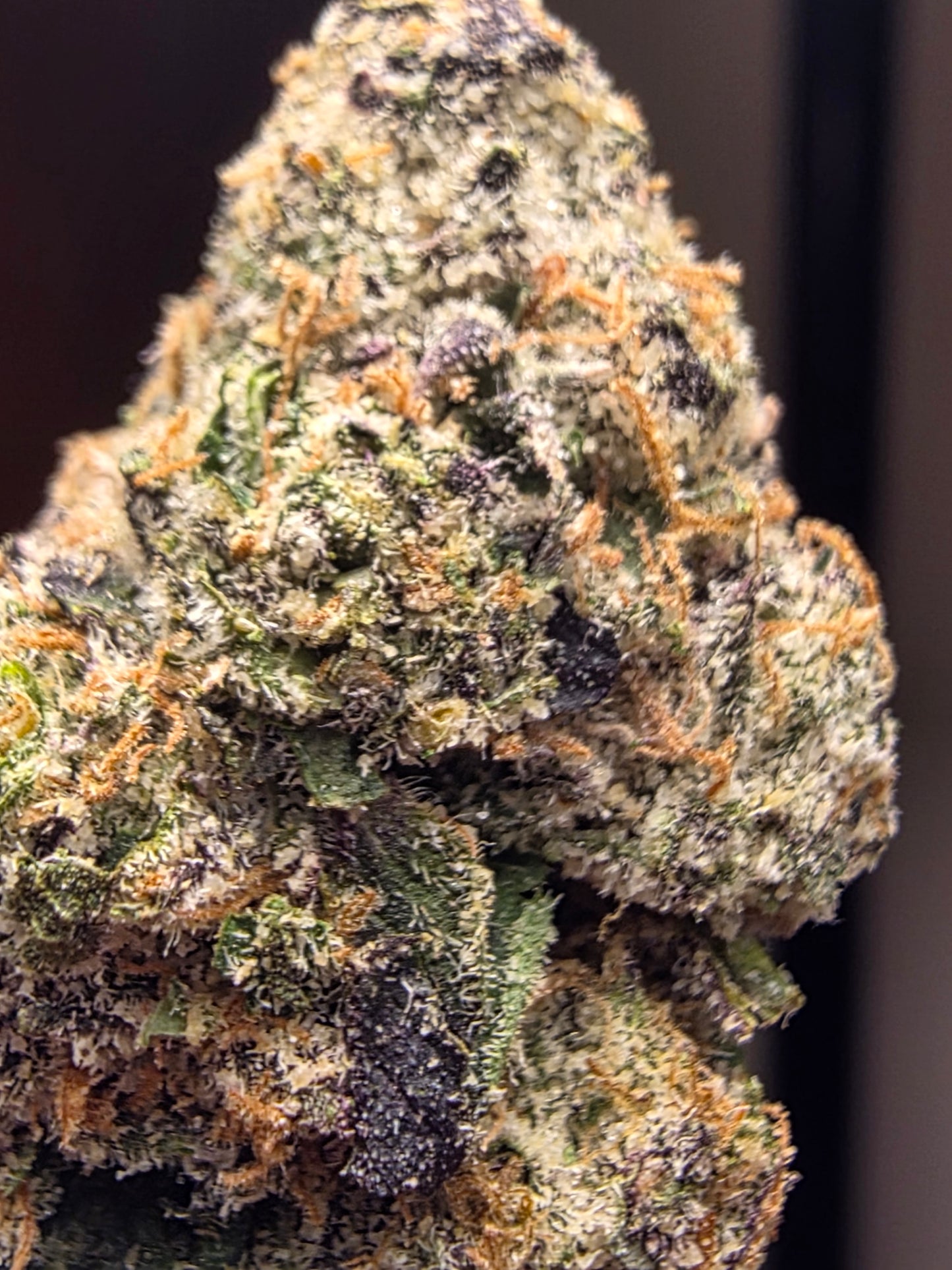 LIGHTWORK EXCLUSIVE - DOLO FUNK - 7g EXOTIC BIGS