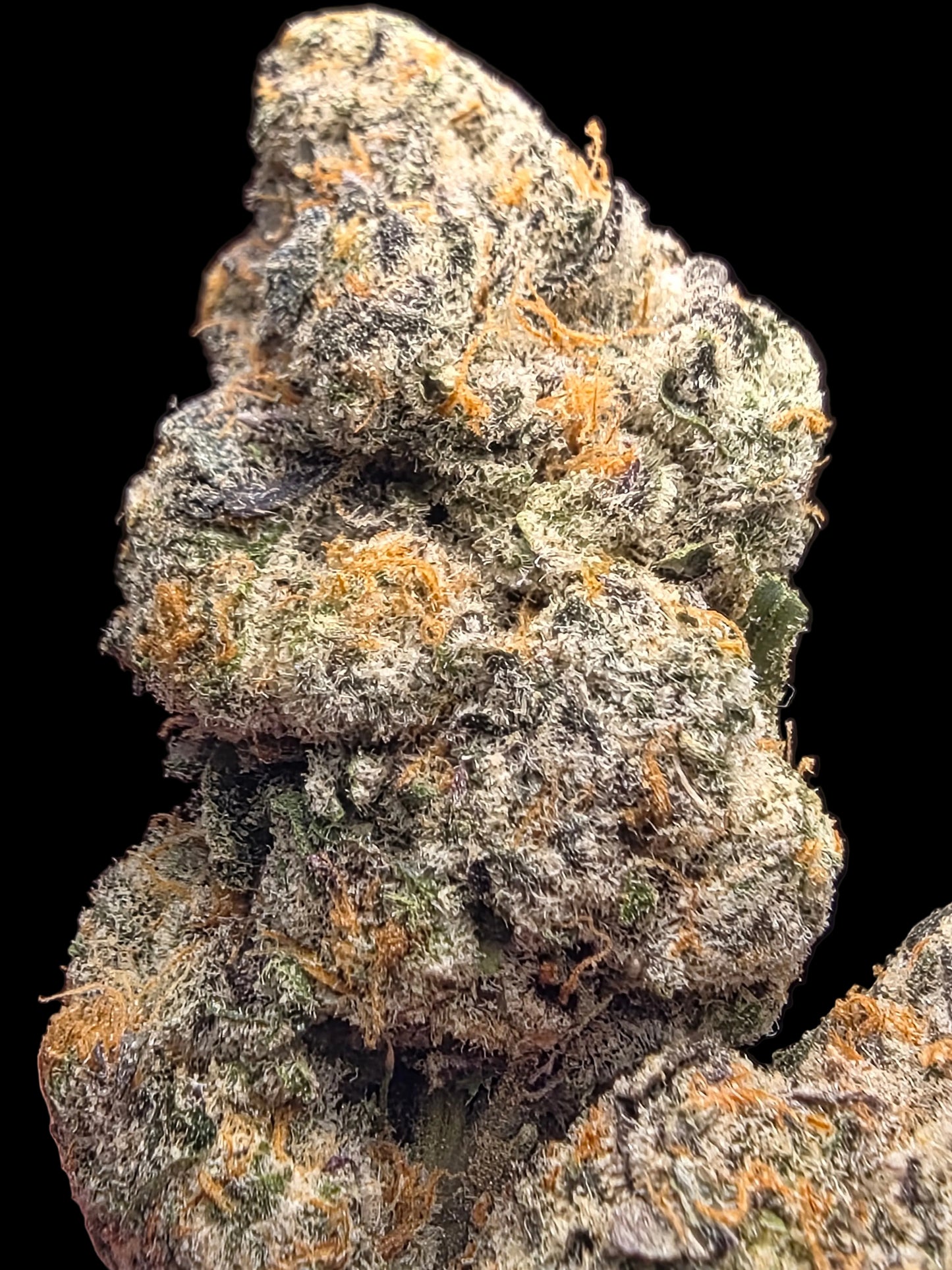 LightWork Exclusive- Garlic Salt - 7g EXOTIC INDOOR (Bigs)