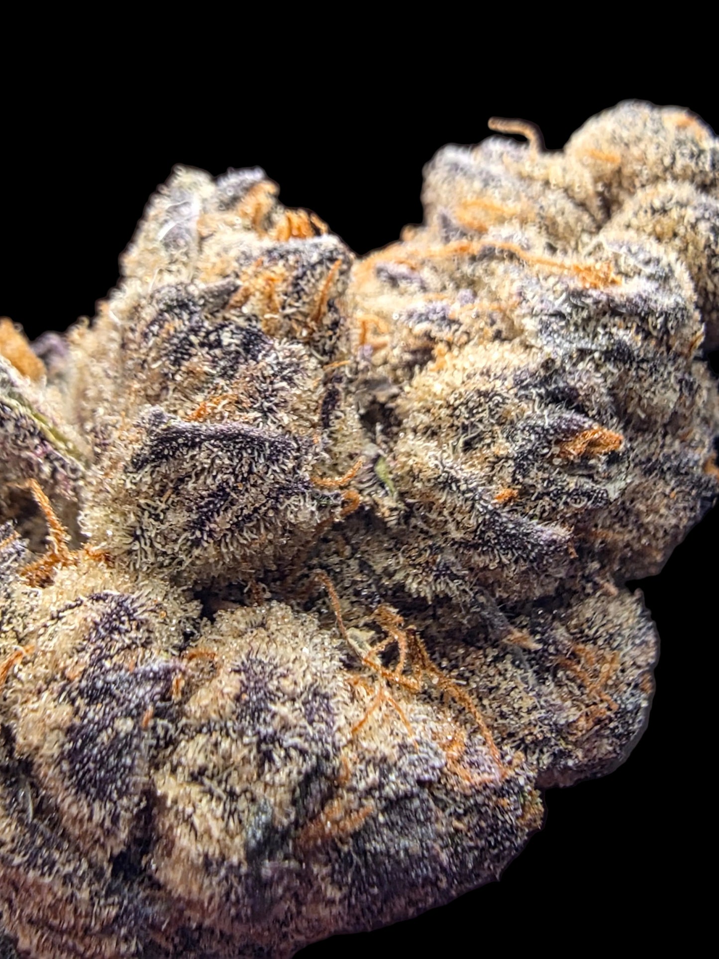 LightWork Exclusive- Modified Punch -7g EXOTIC INDOOR BIGS