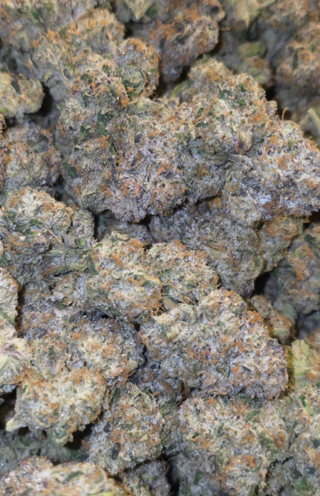 LightWork Exclusive: LipSmacker Runtz : 14g Indoor Flower (BIGS)