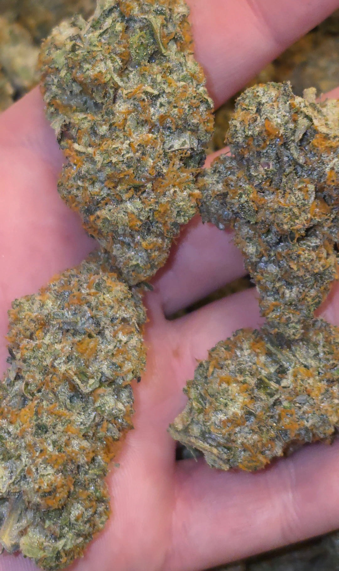 LightWork Exclusive : Nightshade : 14g Indoor Flower (BIGS)